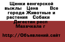Щенки венгерской выжлы › Цена ­ 1 - Все города Животные и растения » Собаки   . Дагестан респ.,Махачкала г.